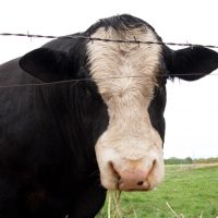 Choroba szalonych krów znów groźna dla ludzi